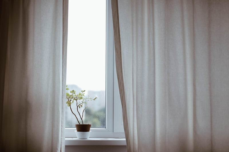 Indoor plant options