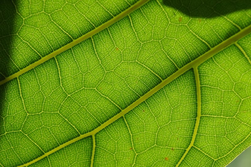 Fiddle Leaf Fig