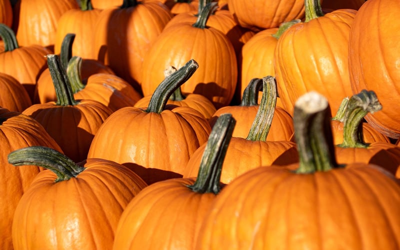 Fall Pumpkin Image
