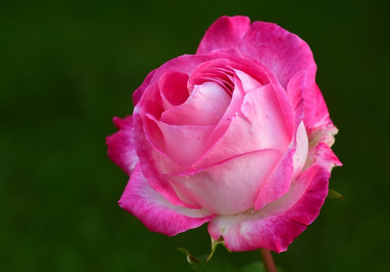 Pruned rose plant