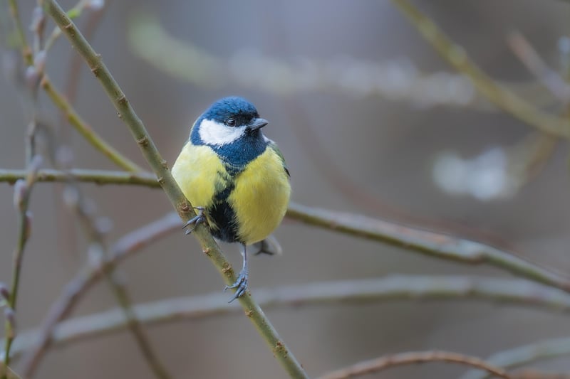 Spring Bird Image