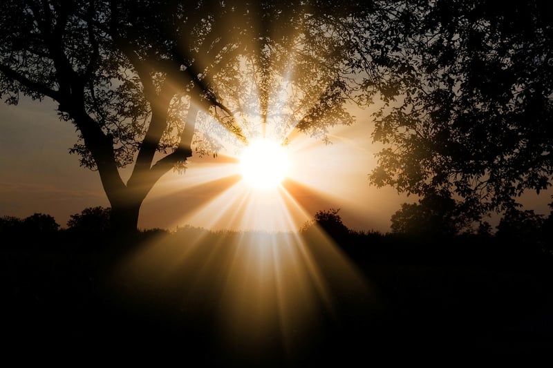 Sunlight for Plants